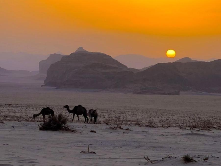 White Desert Camp وادي رم المظهر الخارجي الصورة